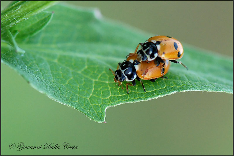 Il nome? Hippodamia variegata